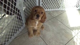 Samson  cocker spaniel 11 weeks  speaking [upl. by Dibrin]