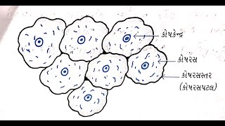 Std 9 science prayog Pothi prayog 10 all answers  limited education of gujarati [upl. by Aratehs117]