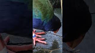 Takahe is beautiful zoo birds animals NZ NZendemic Takahe NewZealandBirds [upl. by Geno]