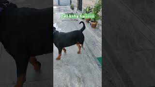 Daisy bhout samjhdaar hai❣️❣️❣️ mentally bright 🧿🧿🧿rottweilerloveyoutubeshortsdoglover [upl. by Ariet]