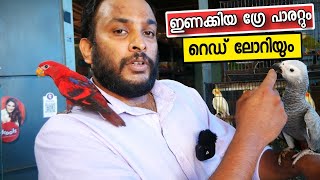 ഇണക്കിയ ആഫ്രിക്കൻ ഗ്രേ പാരറ്റും റെഡ് ലോറിയും അടക്കമുള്ള അലങ്കാര പക്ഷികൾ  Tamed Grey Parrot  Pets [upl. by Yelsgnik]