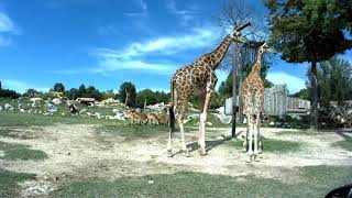 Safari Parco Natura Viva Bussolengo Italy near Lago Di Garda [upl. by Janek839]