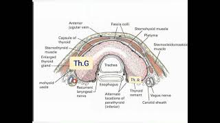 Surgical Anatomy inThyroidectomyATLAS OF SURGERY [upl. by Ahsinrat]