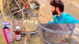 Teetar Ko Ando Pr Bitha Dea Teetar Ki Bimari Or Os Ka Elaj  How To Make Safe Birds From Disease 😍 [upl. by Lathe]