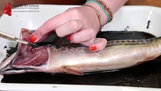 Fish Head Gills Gas Exchange System Dissection GCSE A Level Biology NEET Practical Skills [upl. by Derna]