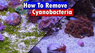 Remove Cyano Algae from your Reef Tank  Chemiclean red slime remover before and after  Review [upl. by Bezanson213]