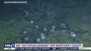 Octopus garden off California coast explained [upl. by Asila]