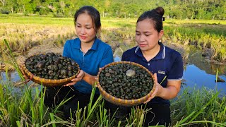 Harvest Snail Goes to market sell  Cooking With Ly Phuc Ans Family  Lý Thị Ca [upl. by Wexler115]