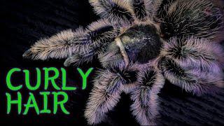 Curly Hair Tarantula TliltocatlBrachypelma albopilosus Care amp Husbandry [upl. by Baudelaire]