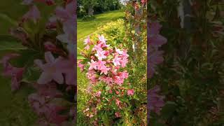 Showing off our beautiful Weigela which is in full bloom and covered with pollinators [upl. by Madelon273]