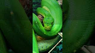 Green Tree Python 🐍  Stunning Rainforest Predator 02  Digital Discovery shorts [upl. by Abra54]