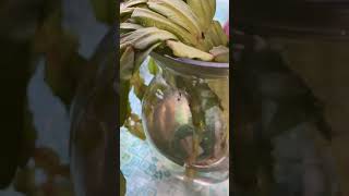 Christmas Cactus Cuttings Water Propagation containergardening cactus [upl. by Ezarra]