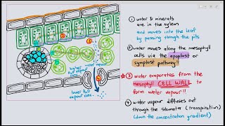 74 Transport of water amp minerals in the leaf Cambridge AS A Level Biology 9700 [upl. by Catharine]