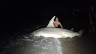 Giant 14ft Hammerhead Caught off the Beach [upl. by Yroggerg942]