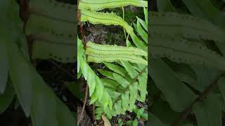 Fern plant  Pteridophyte  Nephrolepis [upl. by Susejedesoj]