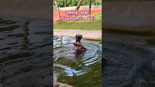 🦛 hippocampus hippopotamus hippo nature youtubeshorts Jaiswalpooja7 [upl. by Eeznyl984]