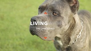 ALL ABOUT LIVING WITH CANE CORSO [upl. by Eeloj609]