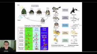 Ecological Diagrams Food Chains Webs amp Pyramids [upl. by Ulrikaumeko]