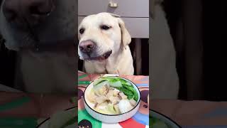 Lets watch Kikos delicious food  Doglife Ep11 dog doglover doglife puppy puppies pets fyp [upl. by Esorylime]