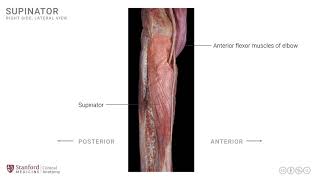 Anatomy of the Upper Limb Supinator Muscle [upl. by Billie556]