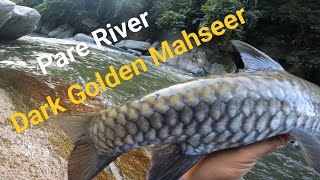 Dark Golden Mahseer Rare Fish my Favourite Fish from Pare River arunachalpradesh [upl. by Artimed]