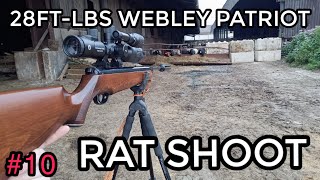 28FTLBS CLASSIC WEBLEY 25 CAL RAT SESSIONSLEDGE HAMMER FOR A WALNUT [upl. by Ehc]