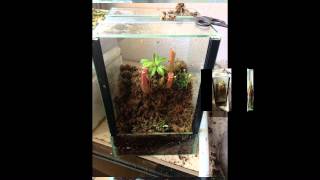 Terrario de plantas carnivoras nepenthes [upl. by Esiole]