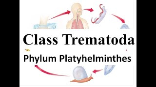 Class Trematoda  Life cycle of Liver Fluke  Phylum Platyhelminthes [upl. by Ethban]