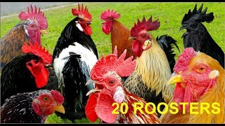 20 different roosters crowing  Krähruf der Hähne von 20 verschiedenen Hühnerrassen im Vergleich [upl. by Dennard]