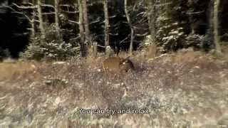 Deer hunting on Anticosti Island [upl. by Aikemat908]