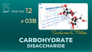 Disaccharides Saccharose amp Maltose [upl. by Dnomyaw763]