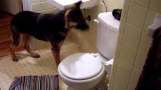 cool dog trick German Shepherd flushes toilet [upl. by Broderick]