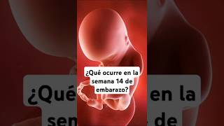 🤔 ¿Qué ocurre en la semana 14 de embarazo 🤰 Síntomas y desarrollo del bebé [upl. by Wiley]