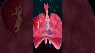 The Heart 🫀 and The Respiratory System 🫁 [upl. by Goldenberg]