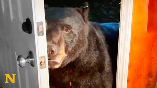 Wild Bears Have Unique Relationship With Woman [upl. by Sine67]