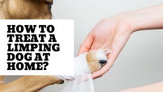 How to Treat a limping dog at home [upl. by Henka730]