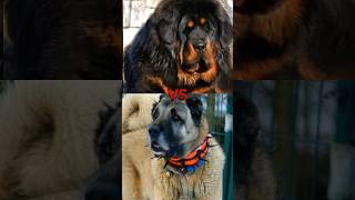 Kangal dog vs tibetan mastiff vs Caucasian shepherd vs alabai vs Alaskan Malamute like shorts [upl. by Aleka808]