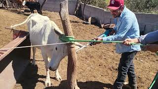 con martin lavando vacas en la presa de rosarito [upl. by Eryt]