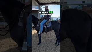 Horse Training  Teaching Your Horse to Search And Think [upl. by Enrobso]