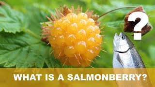 What are Salmonberries  Fruits You Probably Never Heard Of  Ep 2 [upl. by Aned]