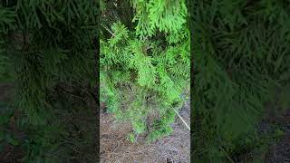 Emerald Green Arborvitae eaten by deer [upl. by Rukna306]