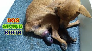 AMAZING Miniature Pinscher Giving Birth Close Up [upl. by Towland]