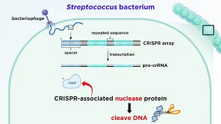 Recombinant DNA Technology Explained For Beginners [upl. by Euqenimod]