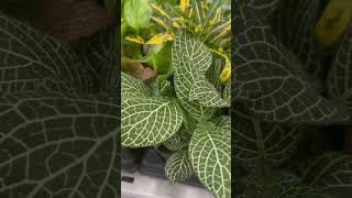 Fittonia Albivenis  Nerve Plant  Mosaic Plant  Shorts  Cool Places [upl. by Merton551]