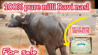 nilli ravi nasal ki bains 16 kg milk sale nilliravibuffalo livemilk [upl. by Cockburn376]