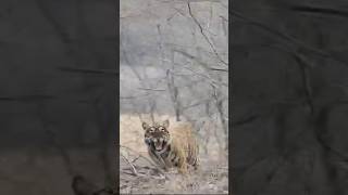 TIGER ROARampATTACK IN INDIA 2024 suscribe animals tiger attack [upl. by Jasisa509]