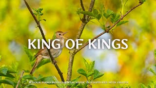 King of Kings  Instrumental Worship and Scriptures with Birds 🕊 Christian Instrumental [upl. by Hillyer404]