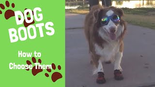 Dog Boots  How to Choose Them and Train Your Dog to Use Them [upl. by Cleary]