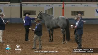 2021 AQHA Amateur Performance Halter Stallions [upl. by Berger]