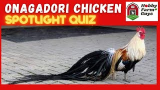 Onagadori Chicken Spotlight Quiz [upl. by Molahs220]